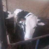 گوساله سیمینتال ماده چاق|حیوانات مزرعه|قزوین, |دیوار