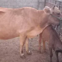 گاو شیری|حیوانات مزرعه|میناب, |دیوار