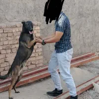 سگ مالینویز