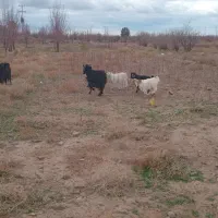 بز فروشی|حیوانات مزرعه|جلگه ماژان, |دیوار