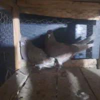 یه بوم کفتر همه پرشی از کاشون ۱۰۰ تایی