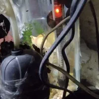 آکواریوم و ماهی گوپی|ماهی|زاهدان, |دیوار