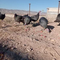 بوقلمون|حیوانات مزرعه|کوهدشت, |دیوار