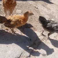 جوجه گلین|حیوانات مزرعه|اسلام‌‌آباد غرب, |دیوار