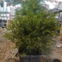 فروش درختچه های زینتی و خاص|گل و گیاه طبیعی|شیراز, گویم|دیوار