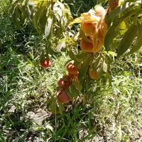 فروش باغچه ۶۶۰ متری