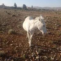 الاغ|حیوانات مزرعه|شیراز, گویم|دیوار