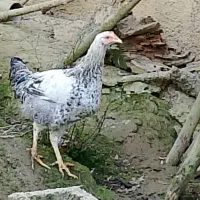 نیمچه خروس محلی(کبابی)|حیوانات مزرعه|ماکلوان, |دیوار