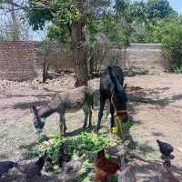 اسب|اسب و تجهیزات اسب‌سواری|شهریار, اصیل آباد|دیوار