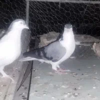 نروماده کرمانی|پرنده|زابل, |دیوار