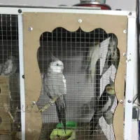 عروس هلندی با قفس