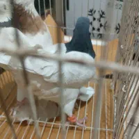 کفتر یال|پرنده|یزد, |دیوار