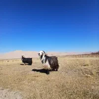 دوراس دوبر روزگاری|حیوانات مزرعه|بلداجی, |دیوار