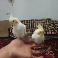 جفت اهلی.آماده عروس