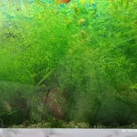 گیاه آکواریومی