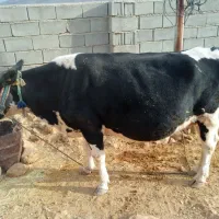 فروش گاو ابستن و گاو با گوساله ماده