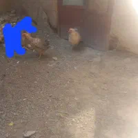 مرغ محلی وخروس محلی|حیوانات مزرعه|کرمان, |دیوار