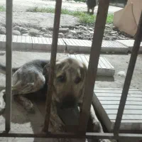 واگذاری توله ۷ماهه سرابی ماده|سگ|رشت, حومه رشت|دیوار