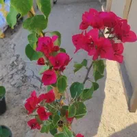 استخدام منشی خانم