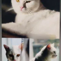 واگذاری گربه پرشین