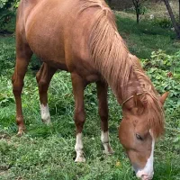 اسب نژاد دار|اسب و تجهیزات اسب‌سواری|ساری, |دیوار