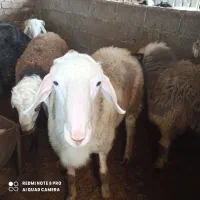 چهارراس نربره آس چاق خمیرجوخورده|حیوانات مزرعه|آزادشهر, |دیوار