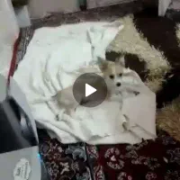 فروش سگ اشپیز روباهی