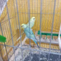مرغ عشق رینبو