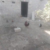 غاز و خروس محلی|حیوانات مزرعه|چمران, |دیوار