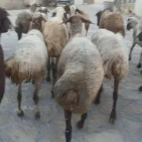 تعداد۲۰راس گوسفندابستن جوان وشیره دار