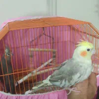 دو عدد عروس هلندی 1200000|پرنده|قائم‌شهر, |دیوار