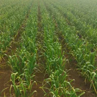 سیر مغان تخم شاهین دژ