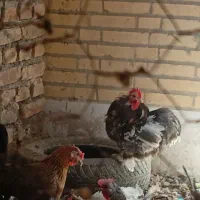 فروش جوجه مرغ و خروس