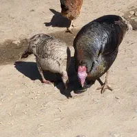 دو عدد بوقلمون