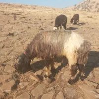 شیشک قوچی نمونه|حیوانات مزرعه|مسجد سلیمان, |دیوار