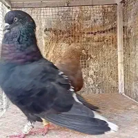 ندم سفید ۱۷دم|پرنده|بوئین زهرا, |دیوار