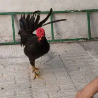 خروس و مرغ