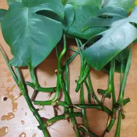 قلمه گل انجیری پتوس کامپکت و گلدان بزرگ