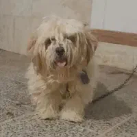 سگ پشمالو نر|سگ|ایذه, |دیوار