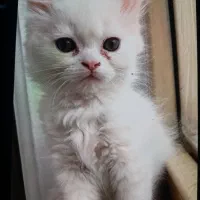 بچه گربه اسکاتیش بلو