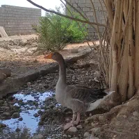 غاز