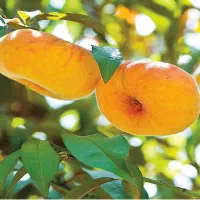 نهالستان تخصصی عرفان نهال|خدمات باغبانی و درختکاری|سلماس, |دیوار