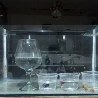 اکواریوم