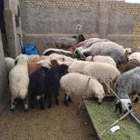 قصاب گوشت گوسفندی(کهره،بره،بز)قصابی|خوردنی و آشامیدنی|فسا, |دیوار