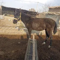 اسب|اسب و تجهیزات اسب‌سواری|سبزوار, کهنه آب|دیوار