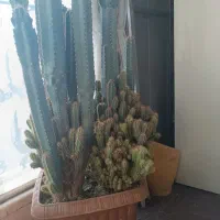 کاکتوس صخره ای بسیار زیبا|گل مصنوعی|کرج, عظیمیه|دیوار