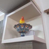 یک جفت طوطی برزیلی مولد|پرنده|قائم‌شهر, |دیوار