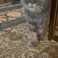 اسکاتیش اروم و با ادب