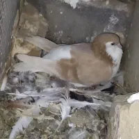 تعدادی کفتر