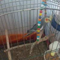 عروس هلندی|پرنده|اردبیل, |دیوار